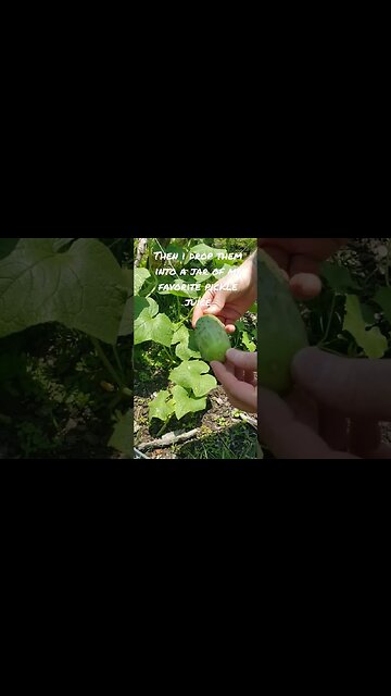 Making Pickles #gardening #cucumber #homesteading #pickles