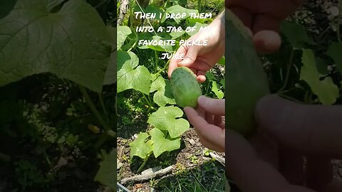 Making Pickles #gardening #cucumber #homesteading #pickles