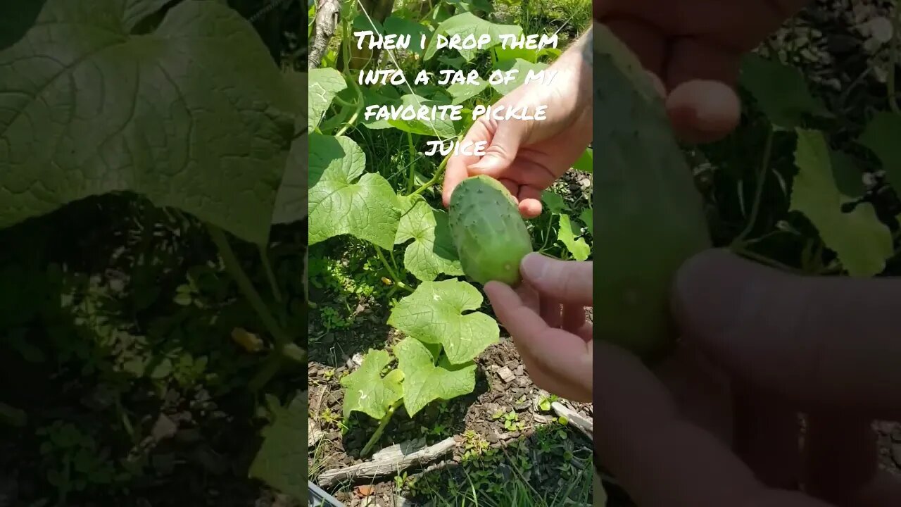 Making Pickles #gardening #cucumber #homesteading #pickles