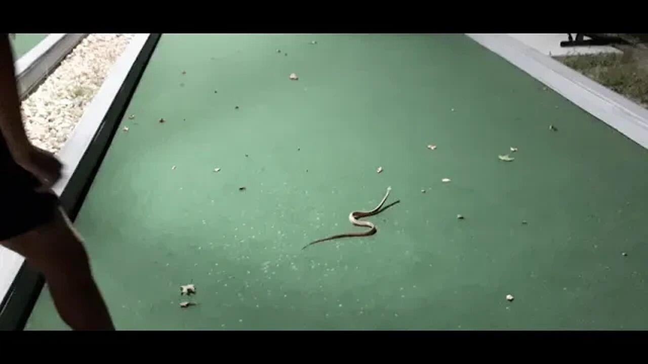 Snake on court