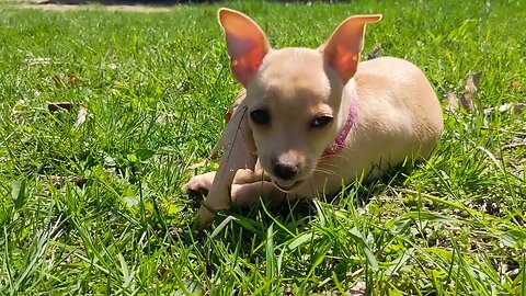 Miley found a leaf and stick #yummy #youtubeshorts #puppy