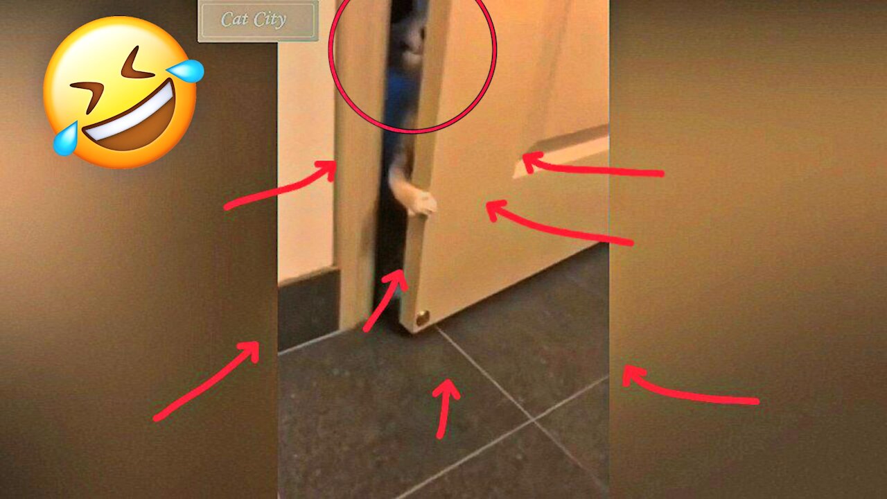 Funniest and cutest cat 🥰😄😱