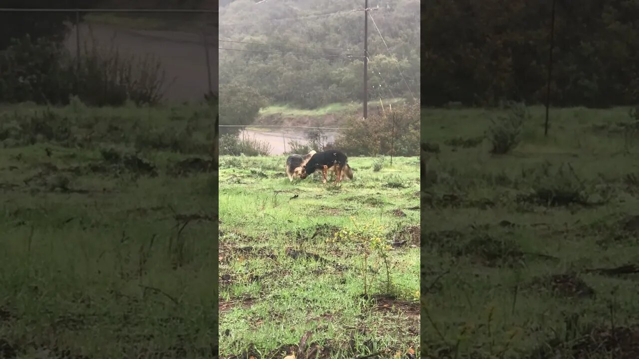 Training DOGS to LOVE the RAIN | BAD weather K9 D.I.Y in 4D