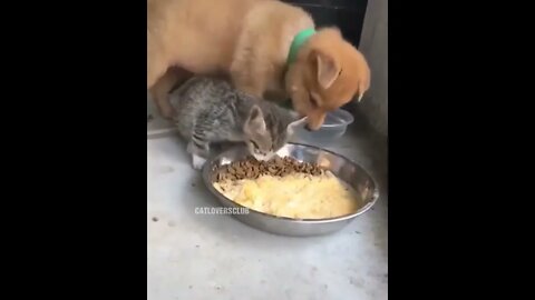Cat doesn't like sharing Hilarious Tiktok #shorts