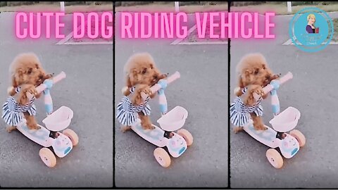 Cute dog driving