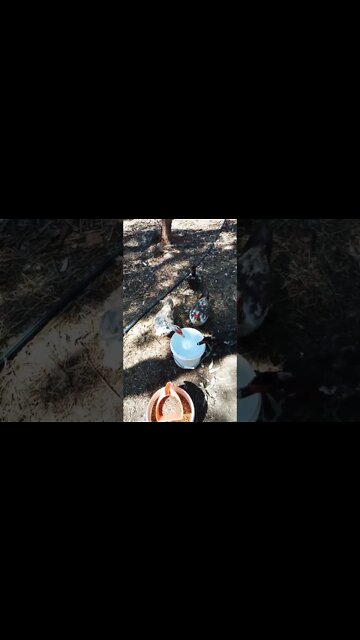 Good morning Muscovy's