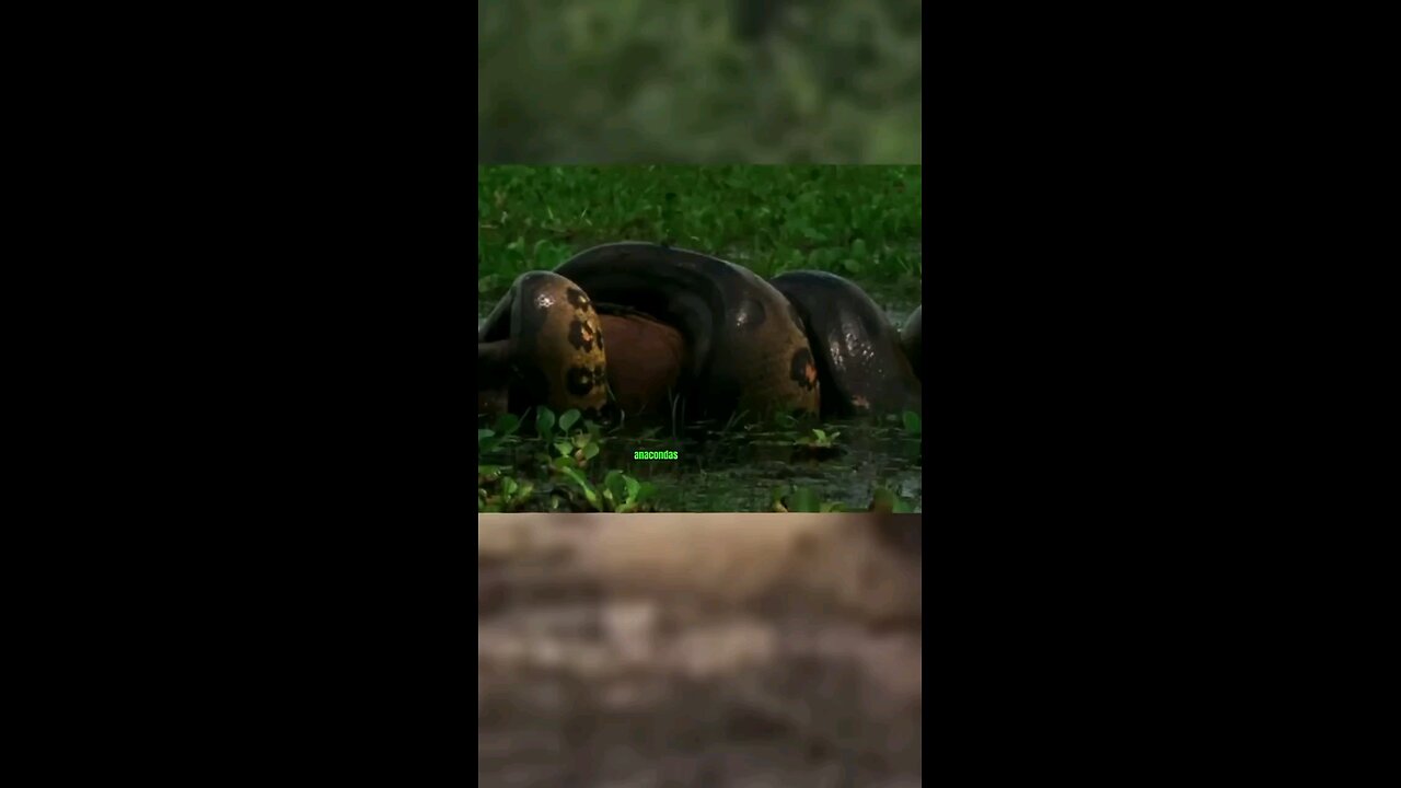 Why Don't Predators Eat Capybaras😇 #intresting #viral #trending