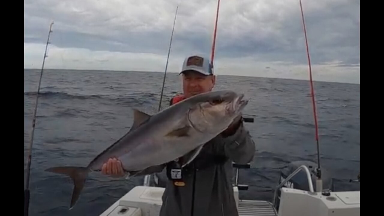 Big Amberjack off Pensacola Beach