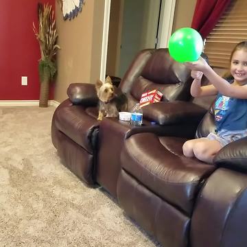 Cute Dog Loves Playing With A Balloon