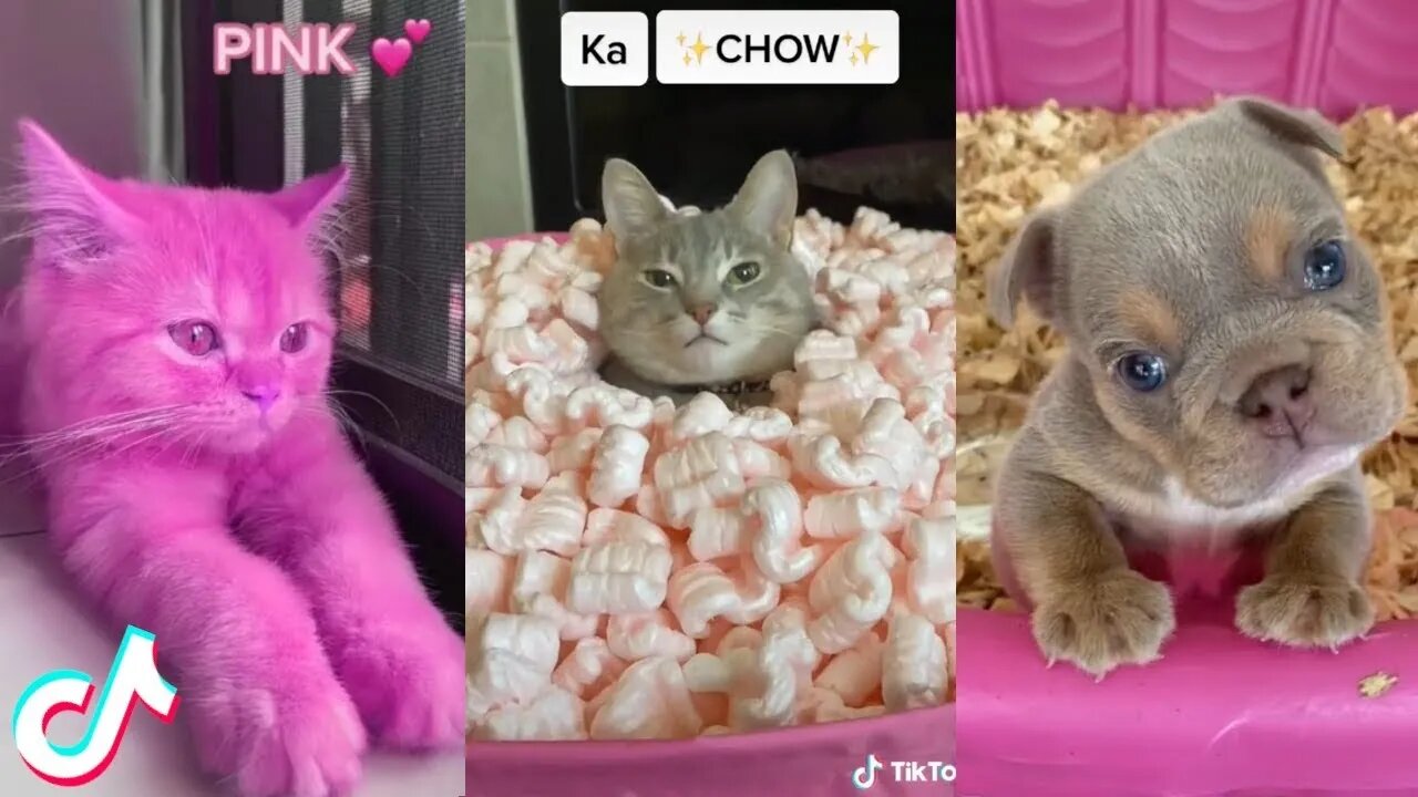 Funniest Cat Ever - Try Not to Laugh - Best of Tiktok 2022