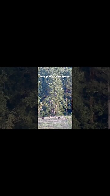 Turkey season is coming soon