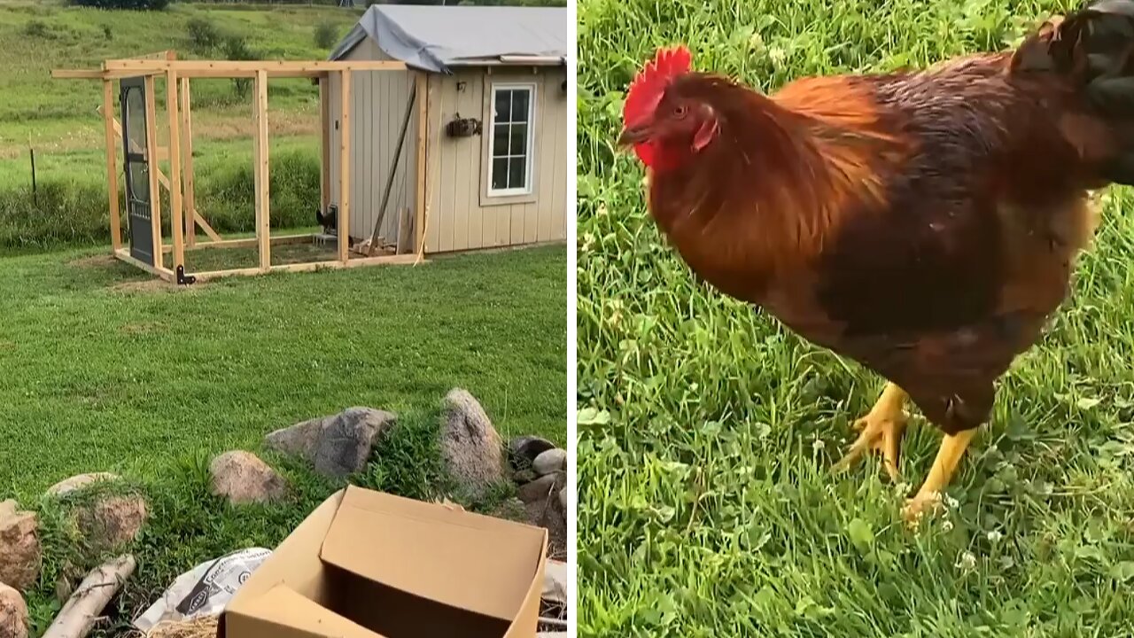 Angry rooster hilariously chases away intruding woman