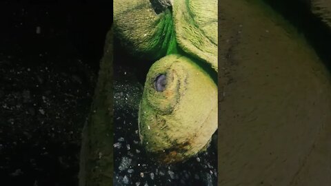 SÍTIO DO LULA AB4ND0N4D0! #shorts #tartaruga #natureza #lula #bolsonaro #militares