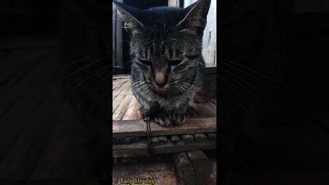 very sad cat