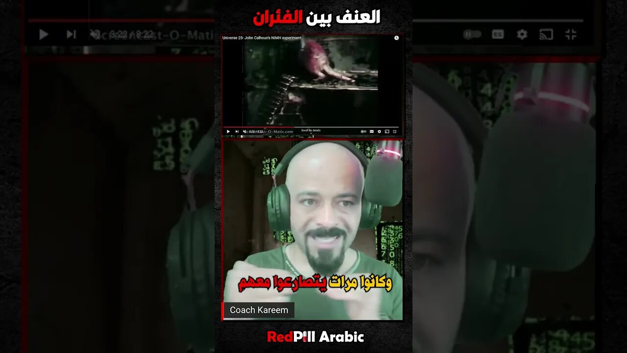 العنف بين الفئران