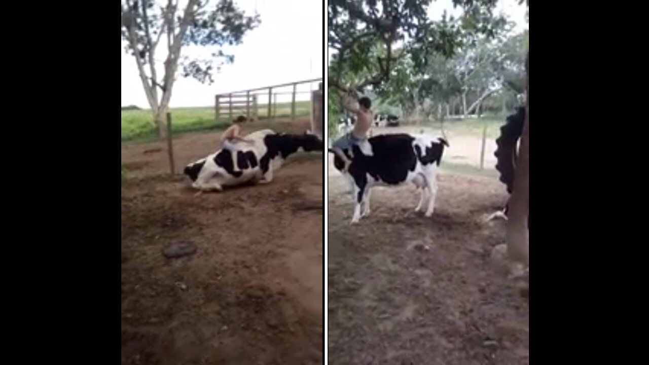 boy rides a cow and gets off in style