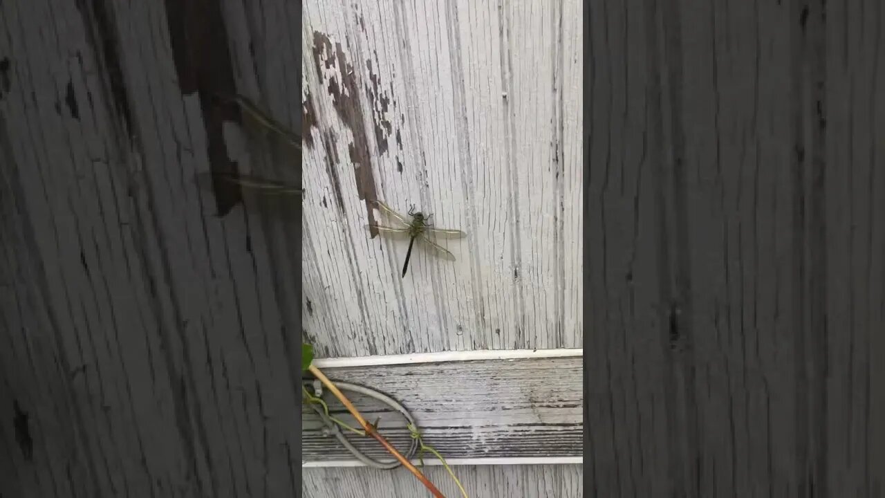 Trippy Fly