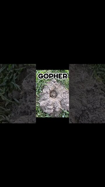 Do you have Gophers? 😱Comment below 🤬#shorts #gophers