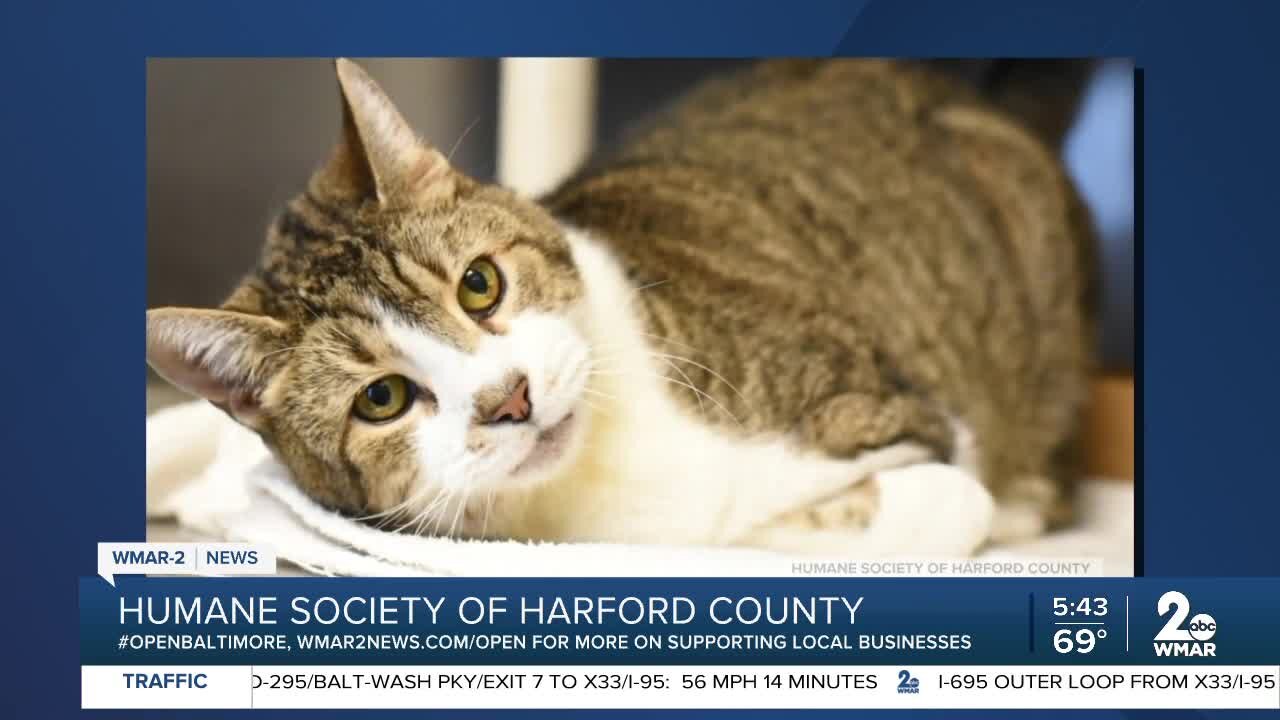 Humane Society of Harford County recognizes National Specially-abled Pet Day