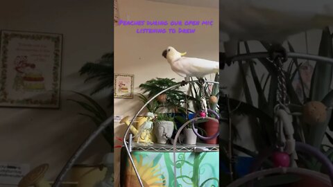 Listening to @dRiZzLeStAnK peaches reacts #cutepets #shorts #cockatoo #parrot #peachesreacts