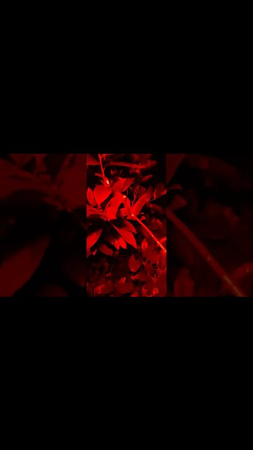 Stealth - Vision at Night - Remain Undetected. (Redlight) #shorts #stealthurbancamping