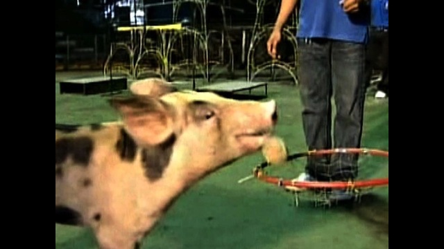 Pigs Perform Tricks