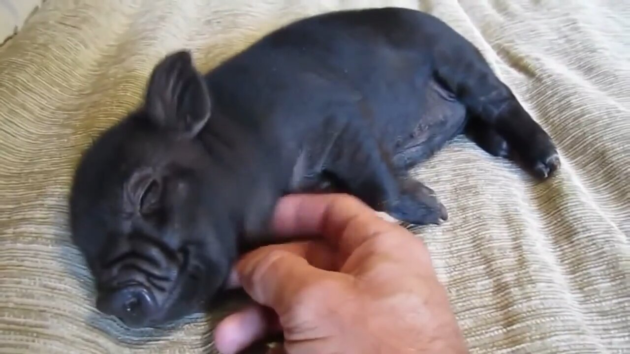 Cute pet mini pig