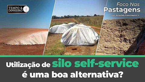 Utilização de silo self-service é uma boa alternativa? A resposta em Foco nas pastagens