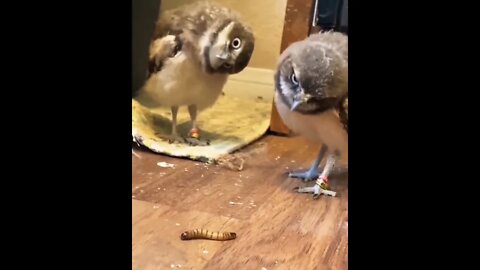 The owl in the back.. 😂