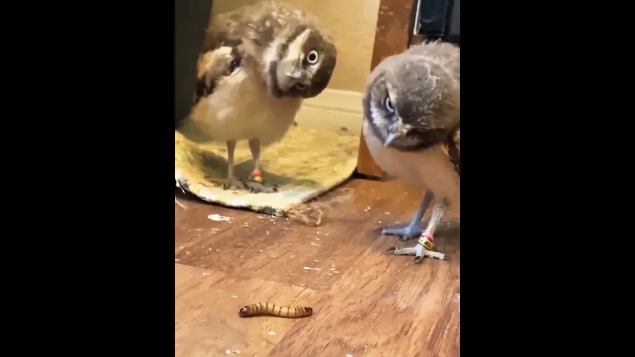 The owl in the back.. 😂