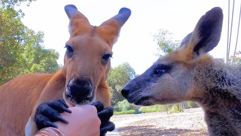 Feeding a Cute Wallaby and Kangaroo with Popcorn in Australia