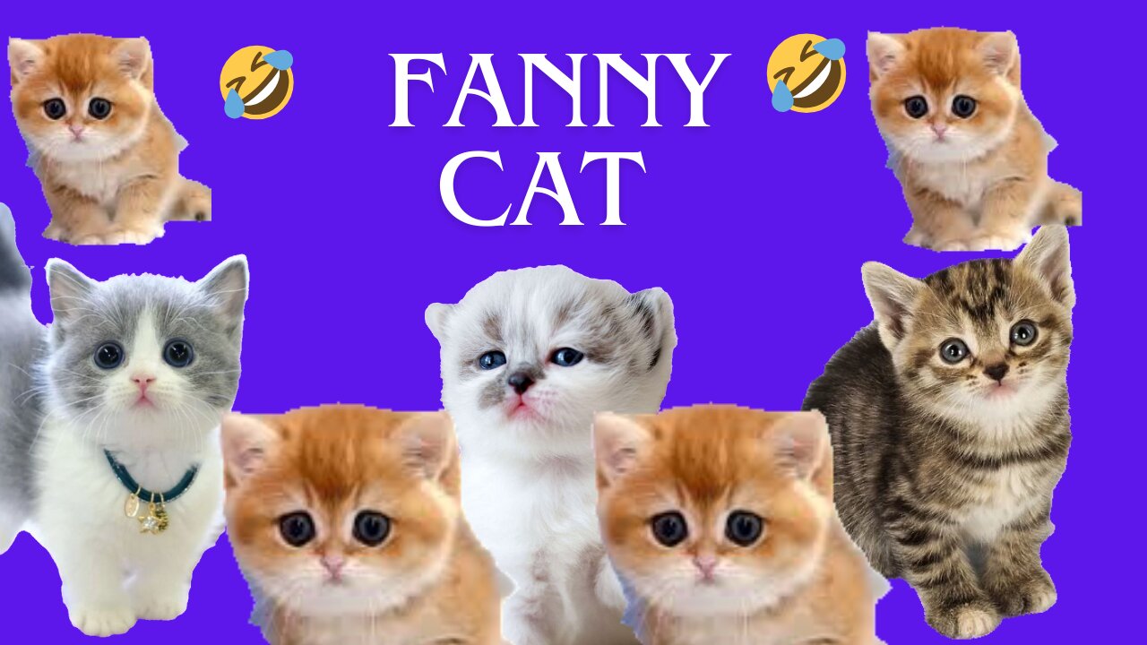 fanny cat videos ! fanny videos cat