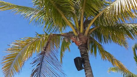 Beach at Mr Sanchos Cozumel Mexico Sept 29 2022