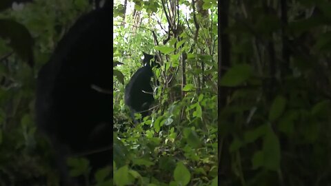 Garden Camera