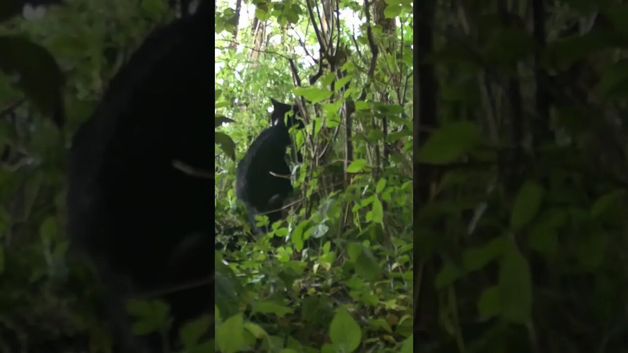 Garden Camera