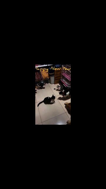 Cat And Rat Playing Together Amazing Video Happy New Year 2022 #Shorts