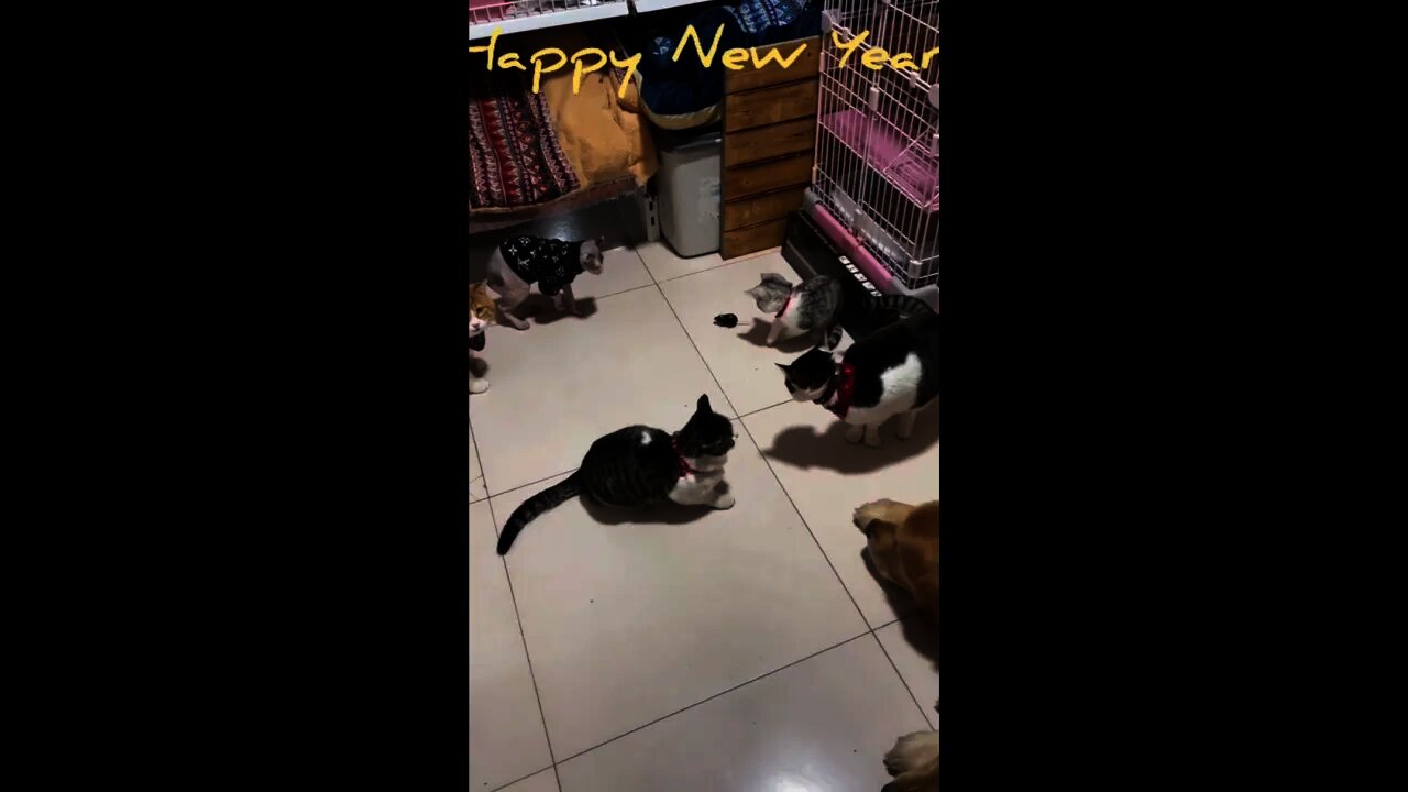 Cat And Rat Playing Together Amazing Video Happy New Year 2022 #Shorts