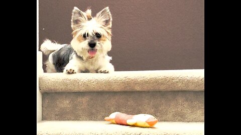 Happy Birthday Bailey! One year old 1.25.24