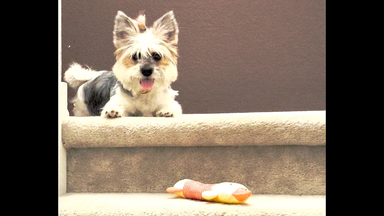 Happy Birthday Bailey! One year old 1.25.24