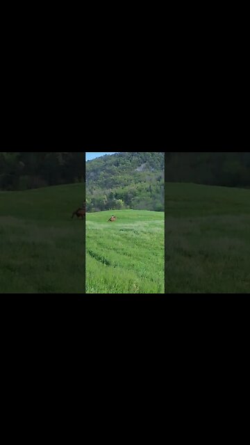 Crazy Horse Riding skills 😳🐴