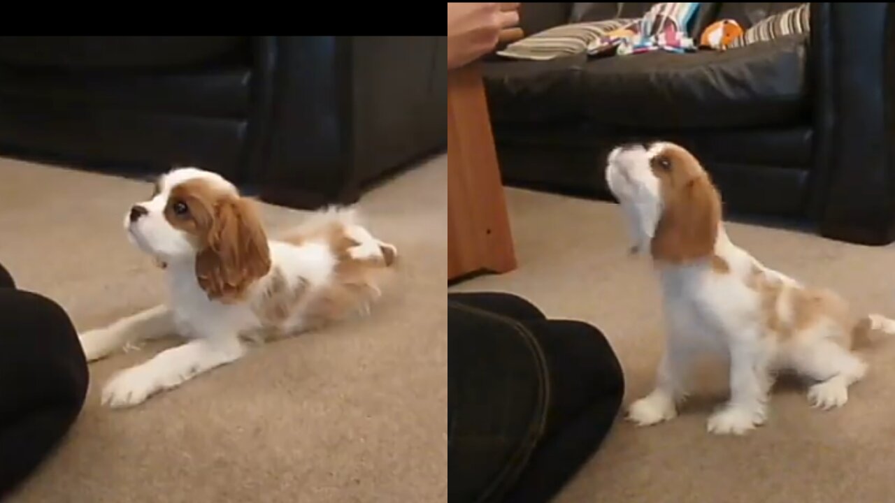 Cute Cavalier perfectly responds to mom’s question