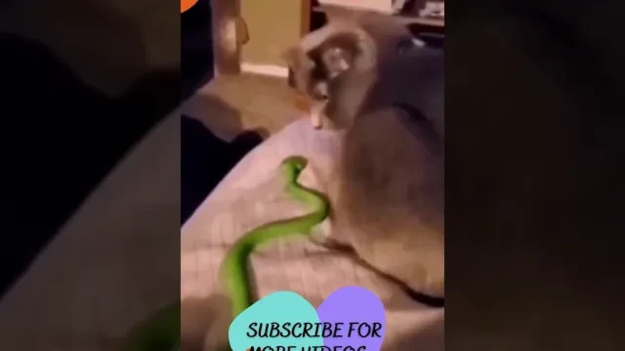 Funniest Cat And Dogs #shorts #short #viral