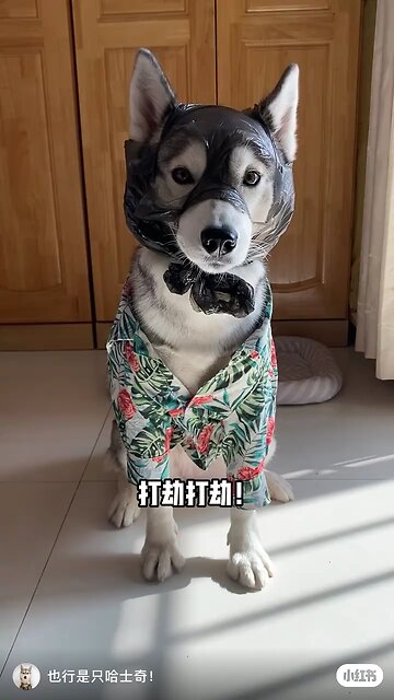 Funny Animals 7| Funny Animals Dog| Takamaga