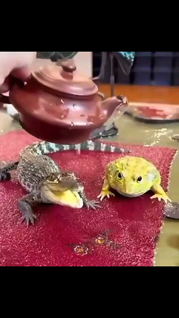 Too Cute.....😍😍