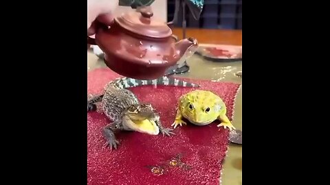 Too Cute.....😍😍