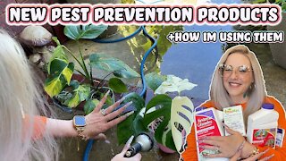 How To Control Houseplant Pests In A Large Plant Collection