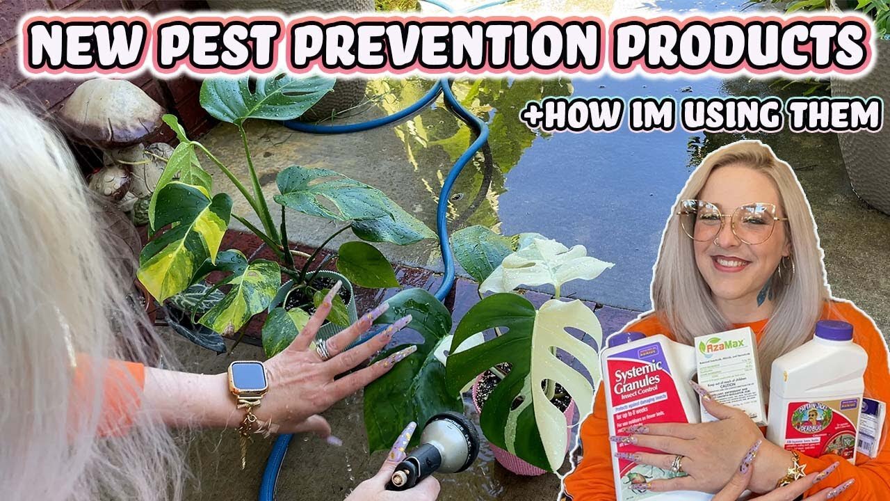 How To Control Houseplant Pests In A Large Plant Collection