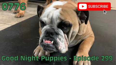 [0776] GOOD NIGHT PUPPIES - EPISODE 299 [#dogs #doggos #doggies #puppies #dogdaycare]