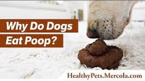 Why Do Dogs Eat Poop? How to Stop Poop Eating in Dogs