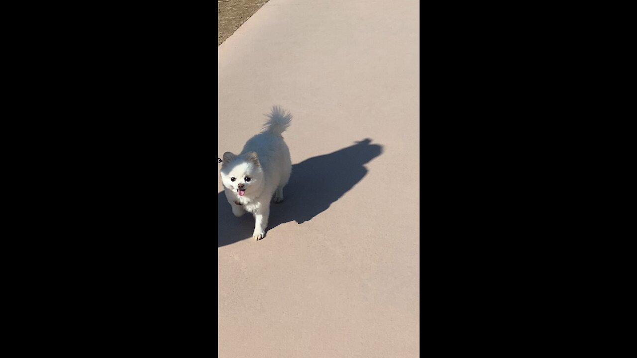 Korean puppy strolling